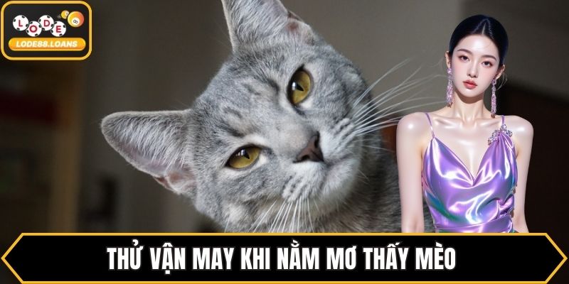 Mơ Thấy Mèo Báo Hiệu Điều Gì? Luận Giải Chi Tiết Nhất